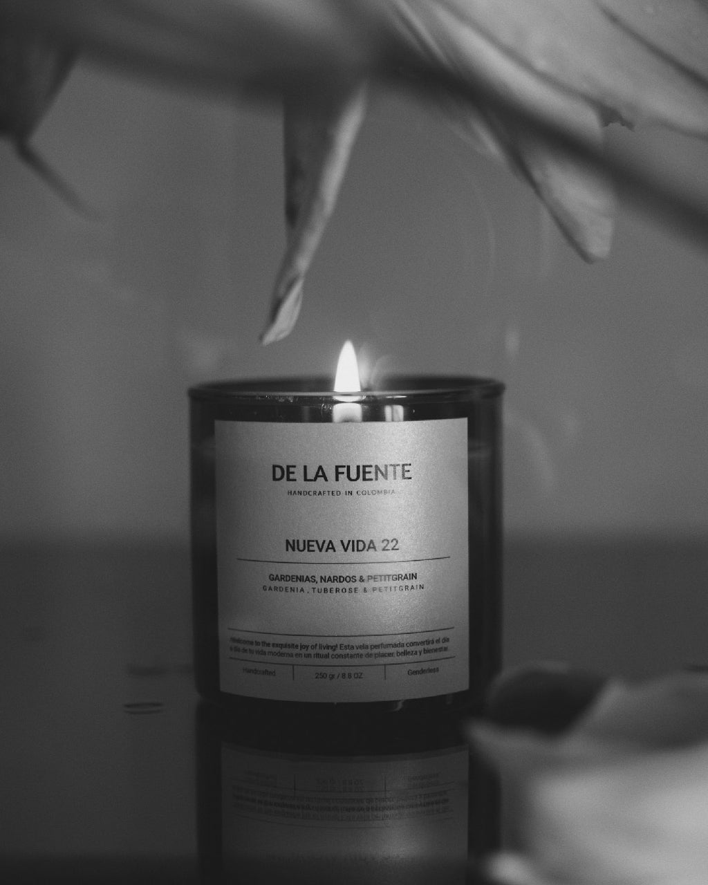 NUEVA VIDA 22 – Ámbar.